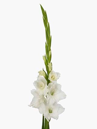 Gladiolus White
