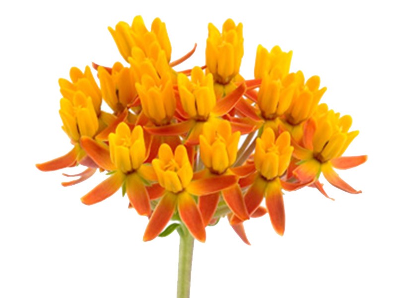Ασκληπιάς Orange