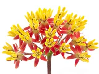 Ασκληπιάς Roodge