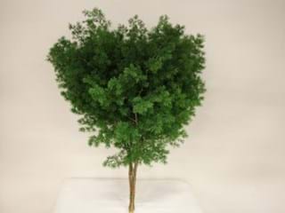 Asparagus Umbellatus