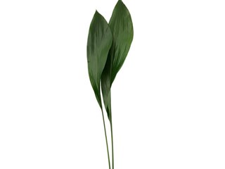 Aspidistra