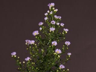 Αστερ Cassandra