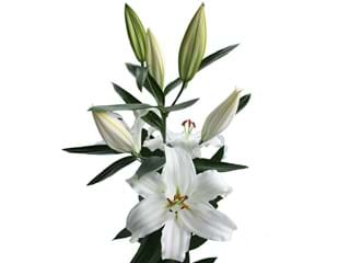 Λιλιουμ Or Astrerian