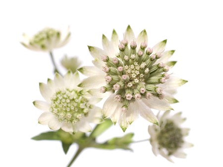Astrantia Million Star