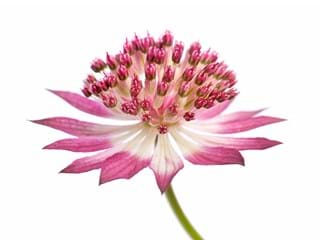 Astrantia Rood
