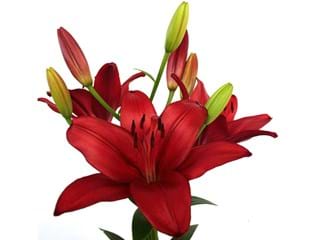 Λιλιουμ Az Atacama