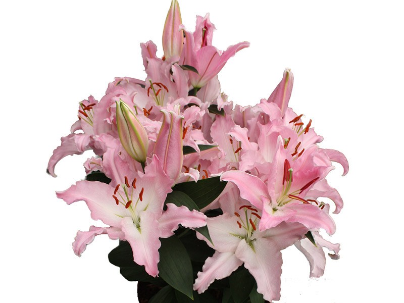 Λιλιουμ Or Avalonia