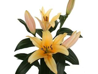 Λιλιουμ Or Avocado