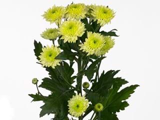 Χρυσάνθεμα Bacardi Green