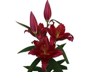 Λιλιουμ Or Bacardi