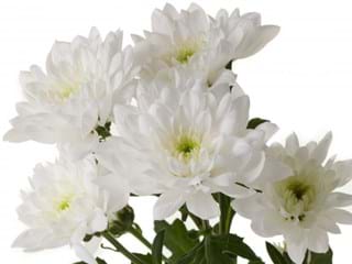 Χρυσάνθεμα Baltica