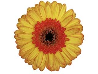 Ζέρμπερες Bandola