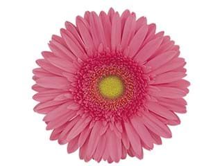 Ζέρμπερες Basic