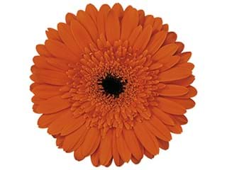 Ζέρμπερες Batavia