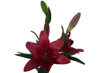 Λιλιουμ Az Batistero