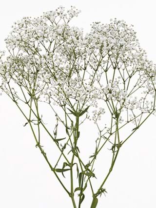 Gypsophila Beauty Bride