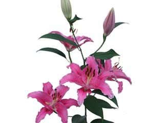 Λιλιουμ Or Bernini