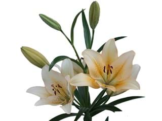 Λιλιουμ Az Best Seller