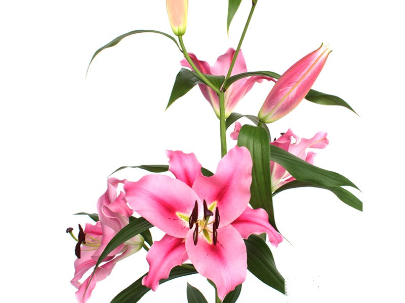 Lilium Or Bormida