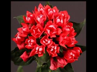 Βουβάρδια Coral