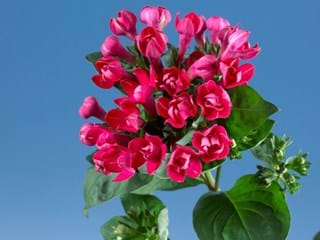 Βουβάρδια Crimson