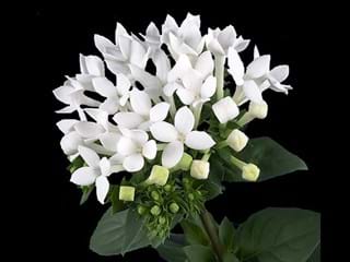 Βουβάρδια Diamont White