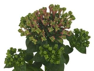 Βουβάρδια Green