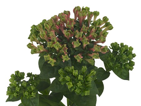 Βουβάρδια Green