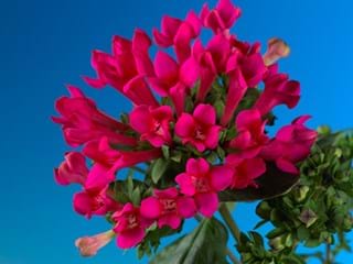 Βουβάρδια Cerice