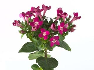 Βουβάρδια Royal Daphne