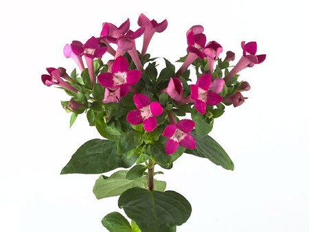 Βουβάρδια Royal Daphne
