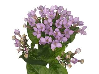 Βουβάρδια Naomi