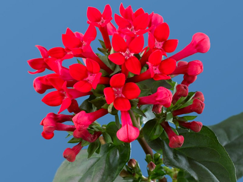 Βουβάρδια Royal Red