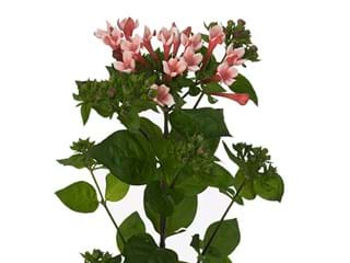 Βουβάρδια Royal Roza