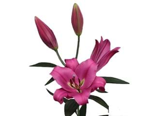 Λιλιουμ Or Bowmore