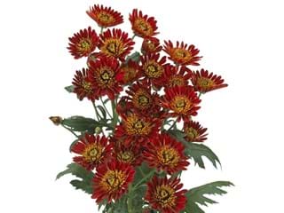 Χρυσάνθεμα Bradford