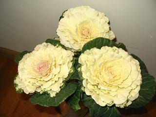 Μπραζίκα Anchutka