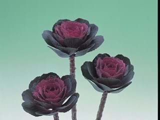 Μπραζίκα Crane Rose