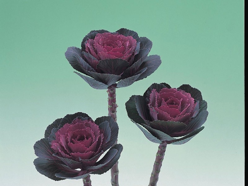 Μπραζίκα Crane Rose