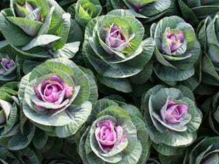 Μπραζίκα Crane Green