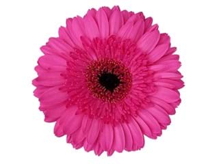 Gerbera Bravoure