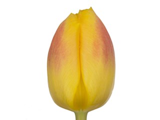 Τουλίπες Brigitta