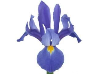 Iris Buffalo