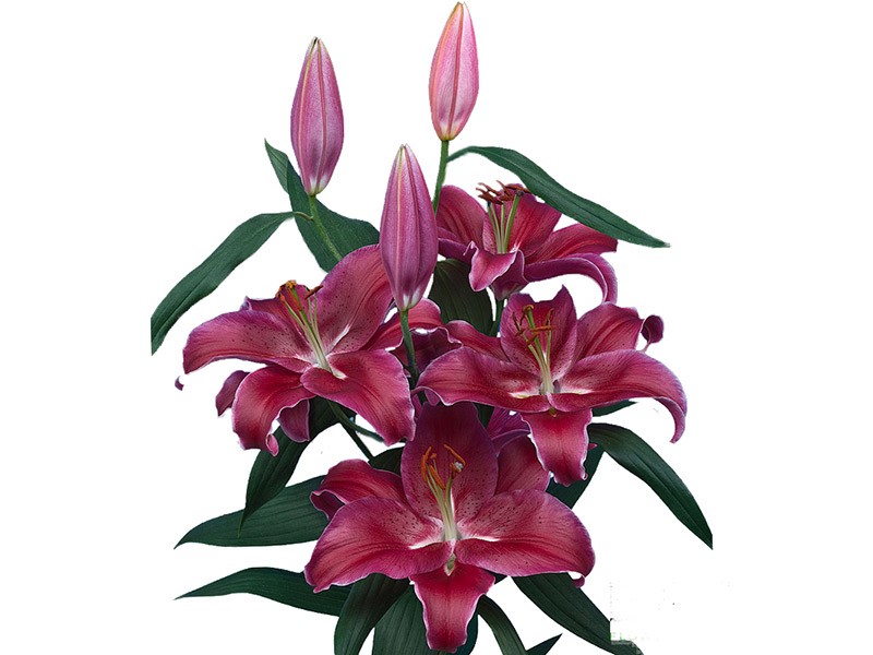 Lilium Or Cadenza