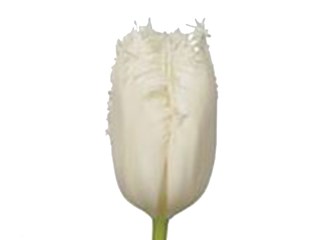 Τουλίπες Cambridge