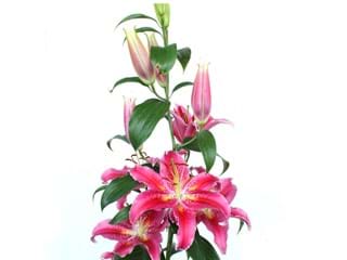 Λιλιουμ Or Canberra