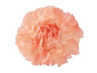 Γαρύφαλλα Candy Pink