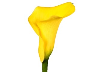 Κάλλα Captain Tuscan