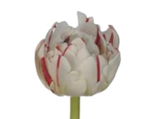 Τουλίπες Carnaval