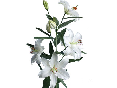 Λιλιουμ Or Caroline Tensen